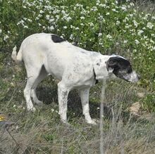 SABINE, Hund, Mischlingshund in Spanien - Bild 9