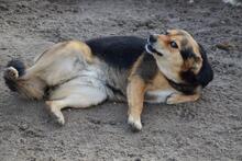 MAGA, Hund, Mischlingshund in Portugal - Bild 5