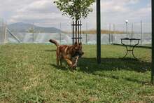 COOPER, Hund, Deutscher Schäferhund-Mix in Griechenland - Bild 4