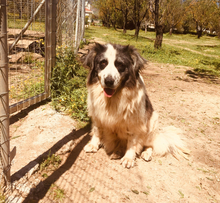 MERIDA, Hund, Herdenschutzhund-Mix in Griechenland - Bild 3