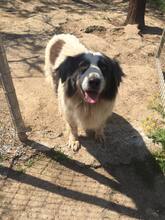 MERIDA, Hund, Herdenschutzhund-Mix in Griechenland - Bild 6