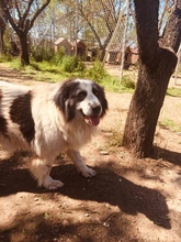 MERIDA, Hund, Herdenschutzhund-Mix in Griechenland - Bild 7