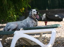 RON, Hund, Pointer in Spanien - Bild 10