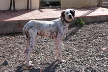 RON, Hund, Pointer in Spanien - Bild 12