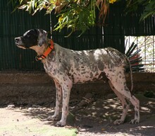 RON, Hund, Pointer in Spanien - Bild 3