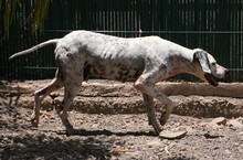 RON, Hund, Pointer in Spanien - Bild 6