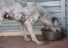 RON, Hund, Pointer in Spanien - Bild 8