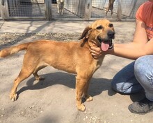 NAOMI, Hund, Mischlingshund in Ungarn - Bild 2
