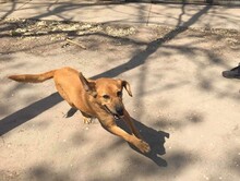 NAOMI, Hund, Mischlingshund in Ungarn - Bild 3