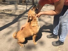 NAOMI, Hund, Mischlingshund in Ungarn - Bild 4
