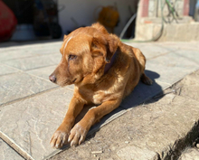 BROWNIE, Hund, Golden Retriever-Mix in Griechenland - Bild 2