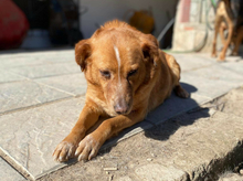 BROWNIE, Hund, Golden Retriever-Mix in Griechenland - Bild 3