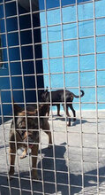 BIMBA, Hund, Mischlingshund in Italien - Bild 2