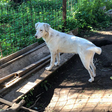 DIVA, Hund, Mischlingshund in Italien - Bild 1