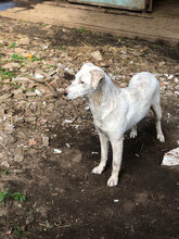 DIVA, Hund, Mischlingshund in Italien - Bild 5