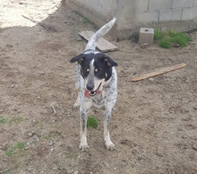 LULU, Hund, Mischlingshund in Italien - Bild 1