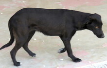 JANIE, Hund, Mischlingshund in Neuss - Bild 10