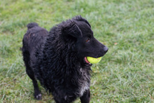 AIDEN, Hund, Mischlingshund in Kroatien - Bild 4