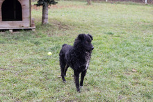 AIDEN, Hund, Mischlingshund in Kroatien - Bild 7