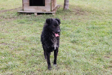 AIDEN, Hund, Mischlingshund in Kroatien - Bild 8