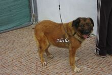 EMMA, Hund, Mischlingshund in Spanien - Bild 2