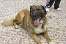 EMMA, Hund, Mischlingshund in Spanien - Bild 4