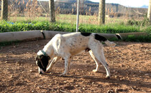 PULMON, Hund, Mischlingshund in Spanien - Bild 3