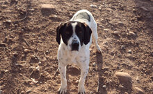 PULMON, Hund, Mischlingshund in Spanien - Bild 5