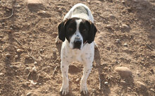 PULMON, Hund, Mischlingshund in Spanien - Bild 7