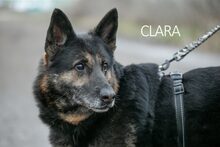 CLARA, Hund, Deutscher Schäferhund-Mix in Ungarn - Bild 1