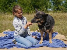 CLARA, Hund, Deutscher Schäferhund-Mix in Ungarn - Bild 10