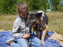 CLARA, Hund, Deutscher Schäferhund-Mix in Ungarn - Bild 13