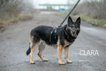 CLARA, Hund, Deutscher Schäferhund-Mix in Ungarn - Bild 2