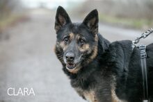 CLARA, Hund, Deutscher Schäferhund-Mix in Ungarn - Bild 26