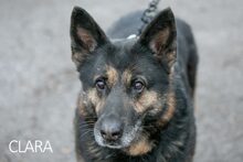 CLARA, Hund, Deutscher Schäferhund-Mix in Ungarn - Bild 3