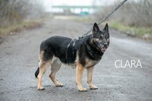 CLARA, Hund, Deutscher Schäferhund-Mix in Ungarn - Bild 4