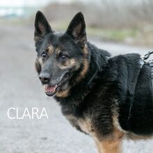CLARA, Hund, Deutscher Schäferhund-Mix in Ungarn - Bild 5