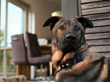BALOU, Hund, Deutscher Schäferhund-Herdenschutzhund-Mix in Aschheim - Bild 1