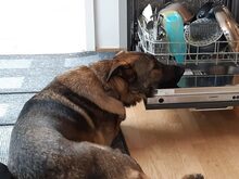 BALOU, Hund, Deutscher Schäferhund-Herdenschutzhund-Mix in Aschheim - Bild 13