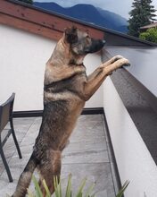 BALOU, Hund, Deutscher Schäferhund-Herdenschutzhund-Mix in Aschheim - Bild 14