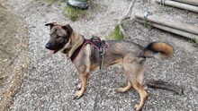BALOU, Hund, Deutscher Schäferhund-Herdenschutzhund-Mix in Aschheim - Bild 21