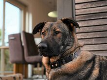 BALOU, Hund, Deutscher Schäferhund-Herdenschutzhund-Mix in Aschheim - Bild 27