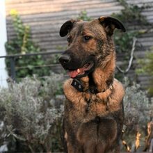 BALOU, Hund, Deutscher Schäferhund-Herdenschutzhund-Mix in Aschheim - Bild 29