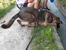 BALOU, Hund, Deutscher Schäferhund-Herdenschutzhund-Mix in Aschheim - Bild 6