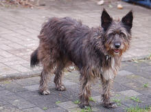 LIDIA, Hund, Mischlingshund in Mönchengladbach - Bild 2