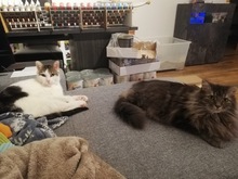 YODA, Katze, Hauskatze in Bendorf - Bild 7