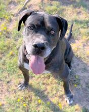 NESQUICK, Hund, Cane Corso in Kirchlengern - Bild 1