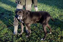 NESQUICK, Hund, Cane Corso in Kirchlengern - Bild 10