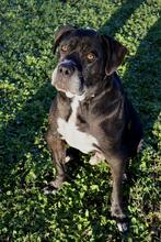 NESQUICK, Hund, Cane Corso in Kirchlengern - Bild 11