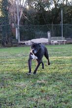 NESQUICK, Hund, Cane Corso in Kirchlengern - Bild 13